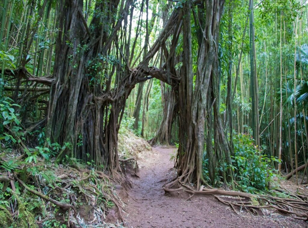 dense forests navigation