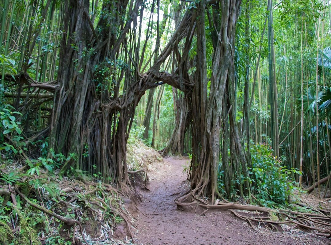 dense forests navigation