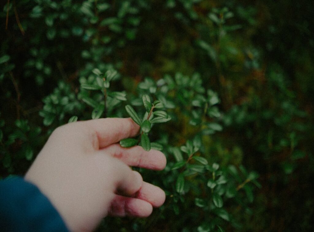 edible plants wild