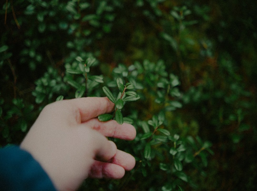 edible plants wild