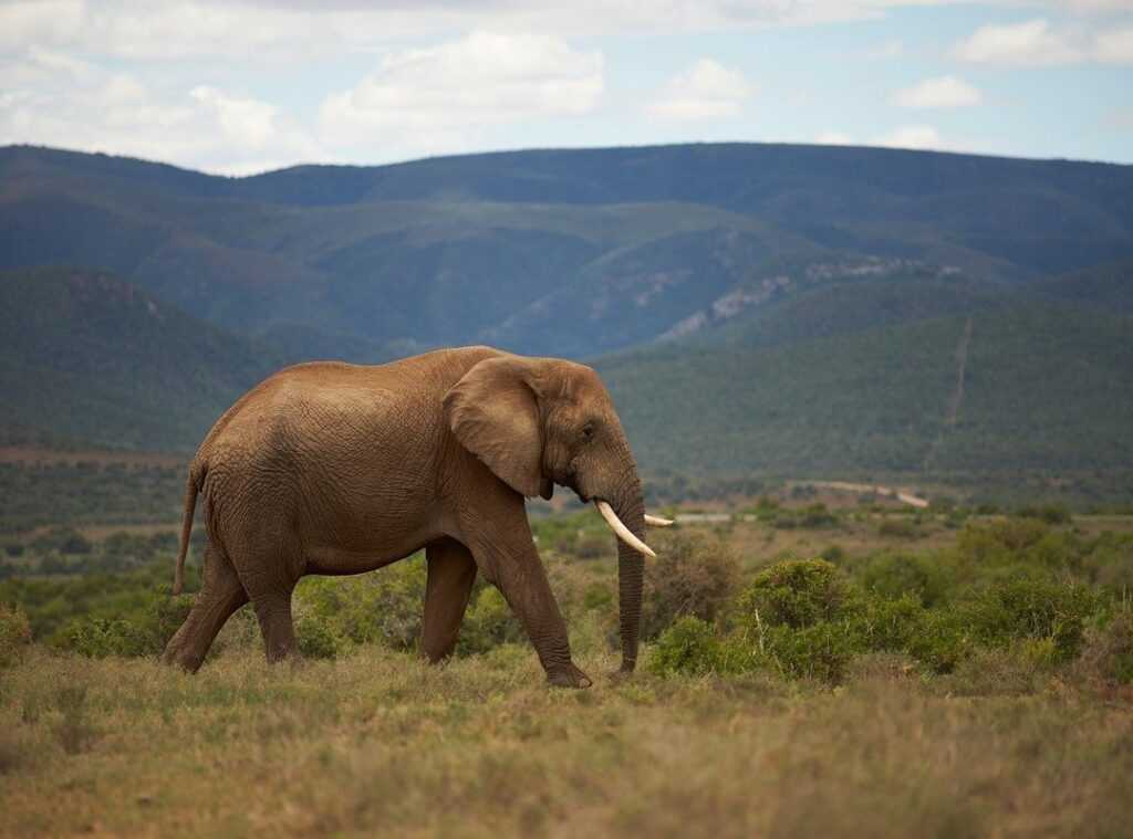future of ecotourism