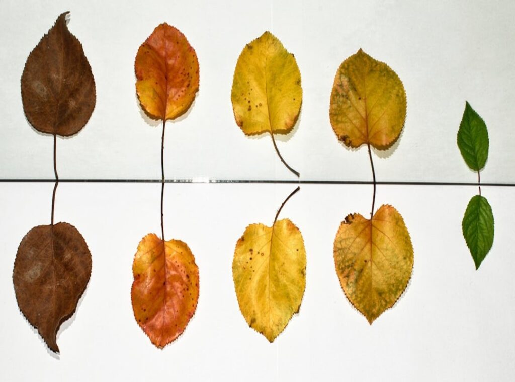 leave no trace principles